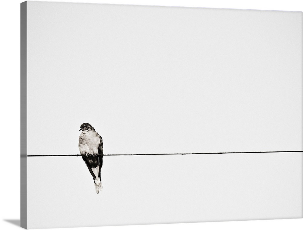 Bird on power line. Wall Art, Canvas Prints, Framed Prints, Wall Peels