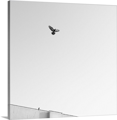 Birds flying in the sky,  Black and White Photos.