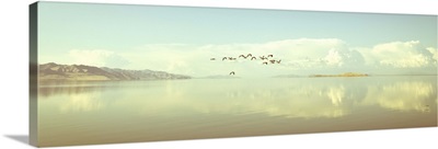 Birds flying on Salt Lake, Utah, US.