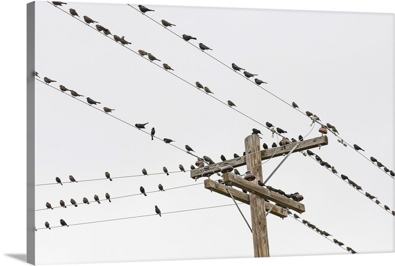 Birds perched on wires Great Big Canvas