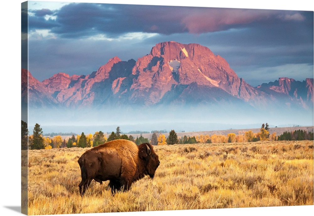 A bison stands in front of Mount Moran, north of Jackson Hole, Wyoming.