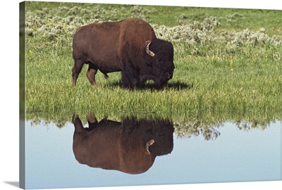 Bison (Bison Bison) On Grassy Meadow With Reflection In Pool