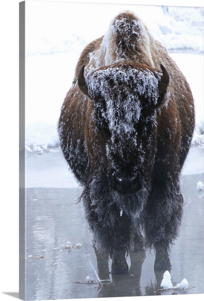 A bison stands in a thermal area near snowy ground in Yellowstone National Park.