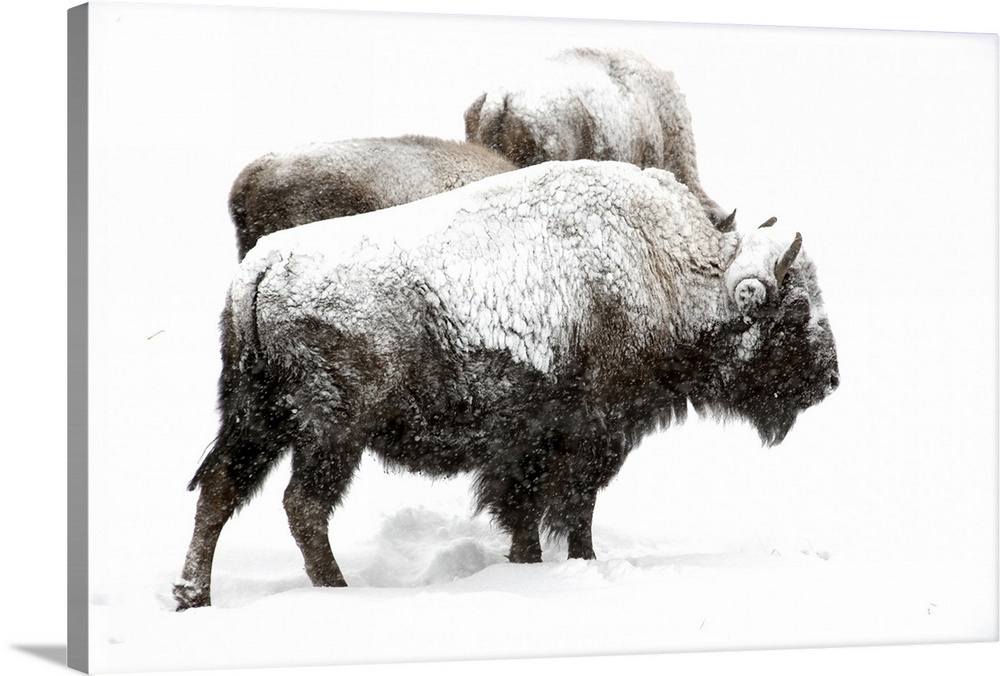 Bison in winter snow-Yellowstone National Park.