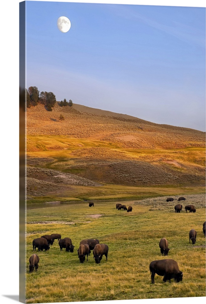 Bison grazing on hill at Hayden Valley, Moonrise, Yellowstone National Park, WY.