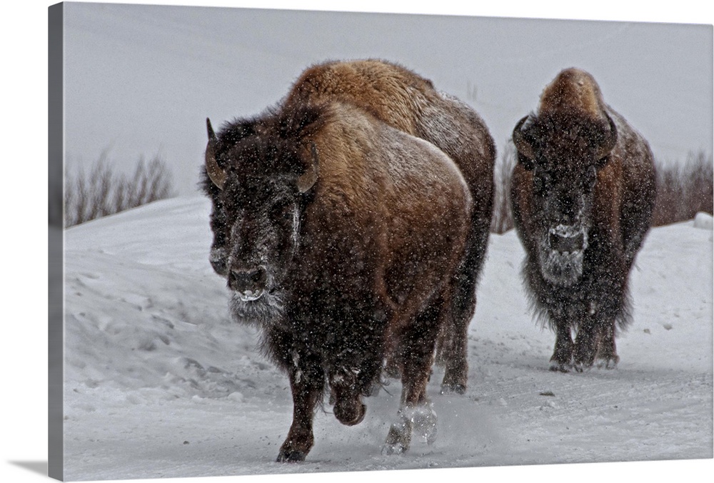 Bison in wintery Yellowstone road.