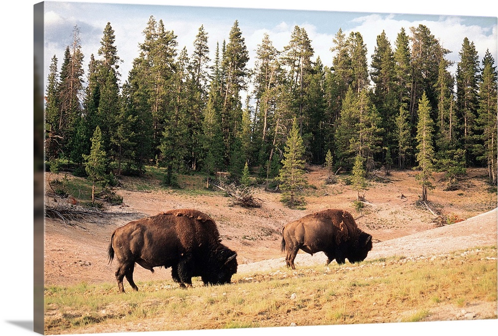 Bison in Yellowstone National Park , Wyoming