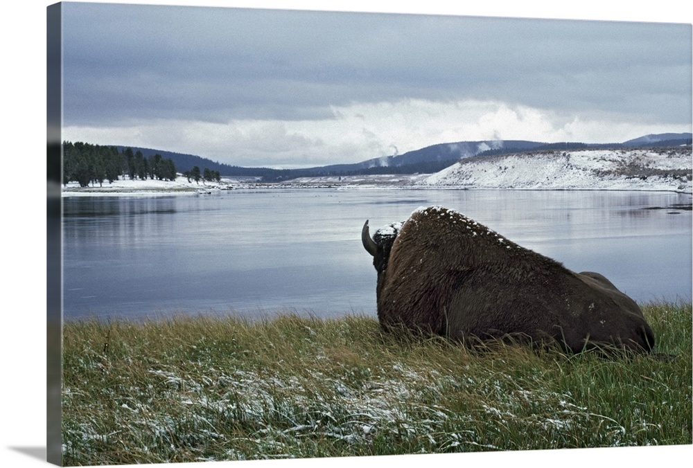 Bison Resting By Yellowstone River With Snow On Its Back, Yellowstone National Park, Wyoming, Usa
