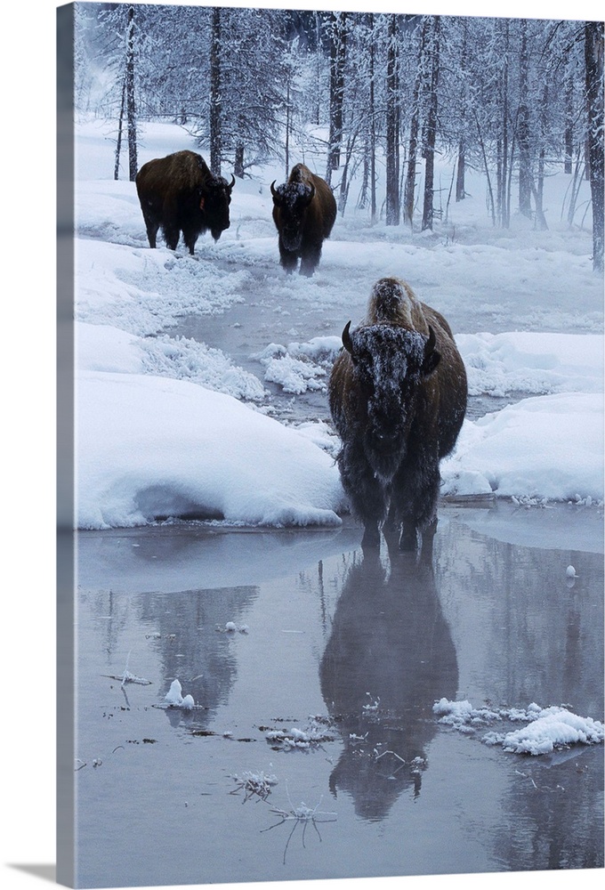 Bison congregate in a thermal area to keep warm in snowy Yellowstone National Park.