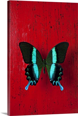 Black and blue butterfly on red wall