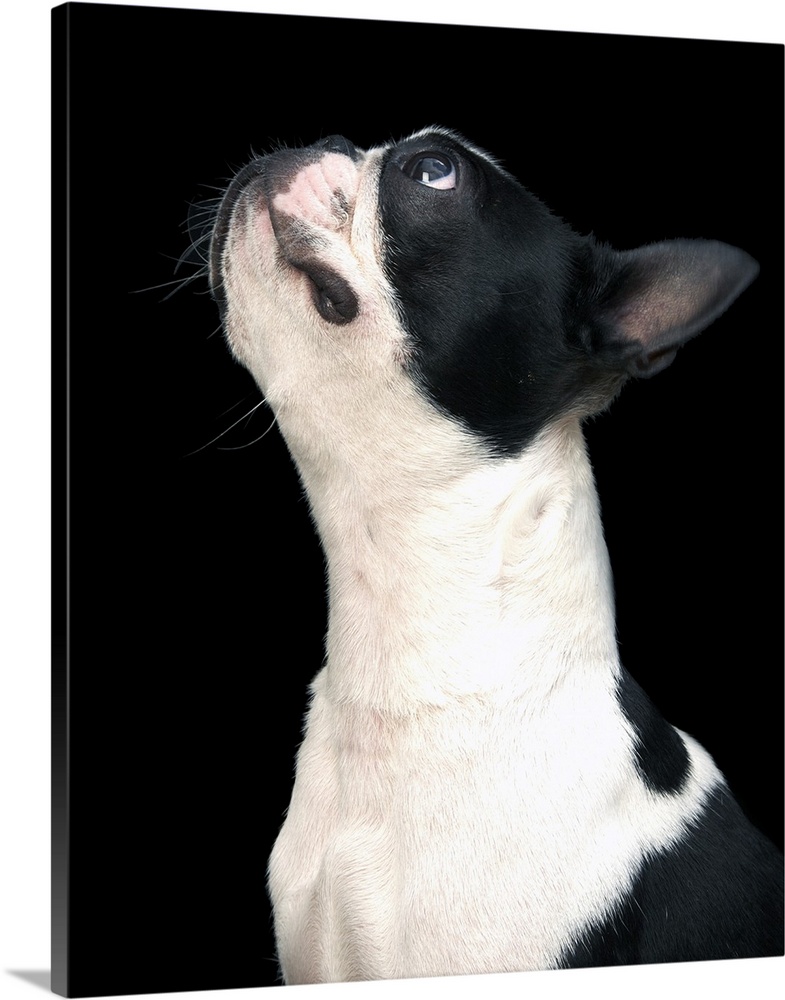 Black and white boston terrier looking up.