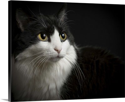 Black and white cat, low-key on black background.  Yellow eyes, and long whiskers.