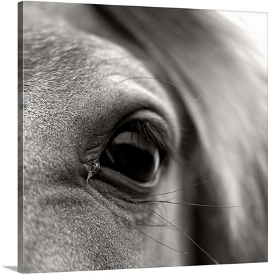 Black and white close up of eye lashes of horse.