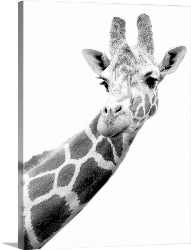 The head and part of the neck of a giraffe is photographed in black and white.
