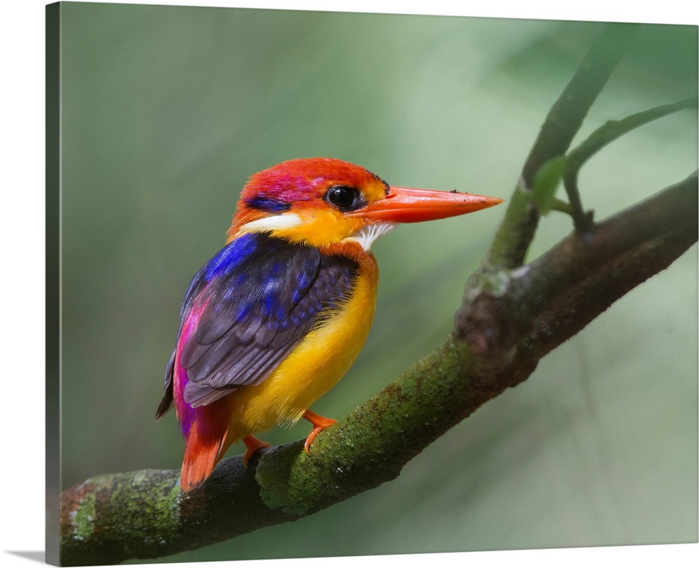 Black-backed kingfisher on tree branch.
