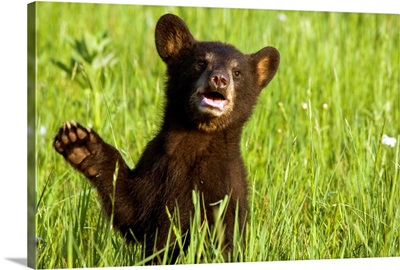 Black bear cub in green grass