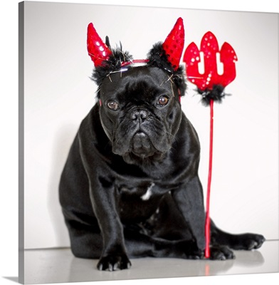 Black bulldog wearing horns and a trident