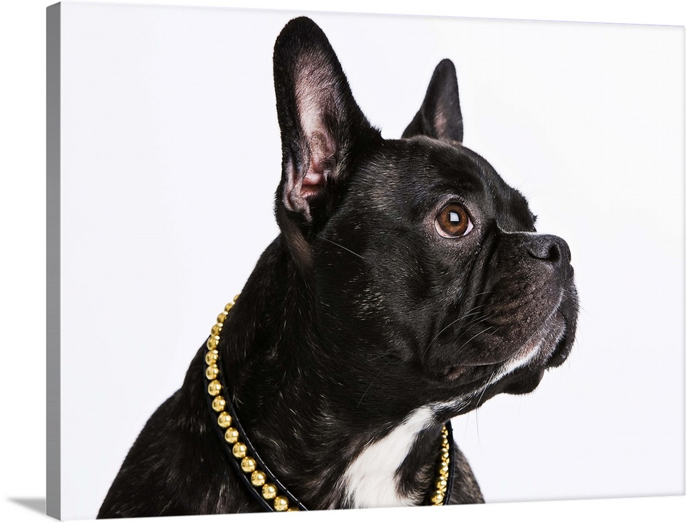 Black French Bulldog with a regal pose.