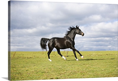 Black horse running on meadow