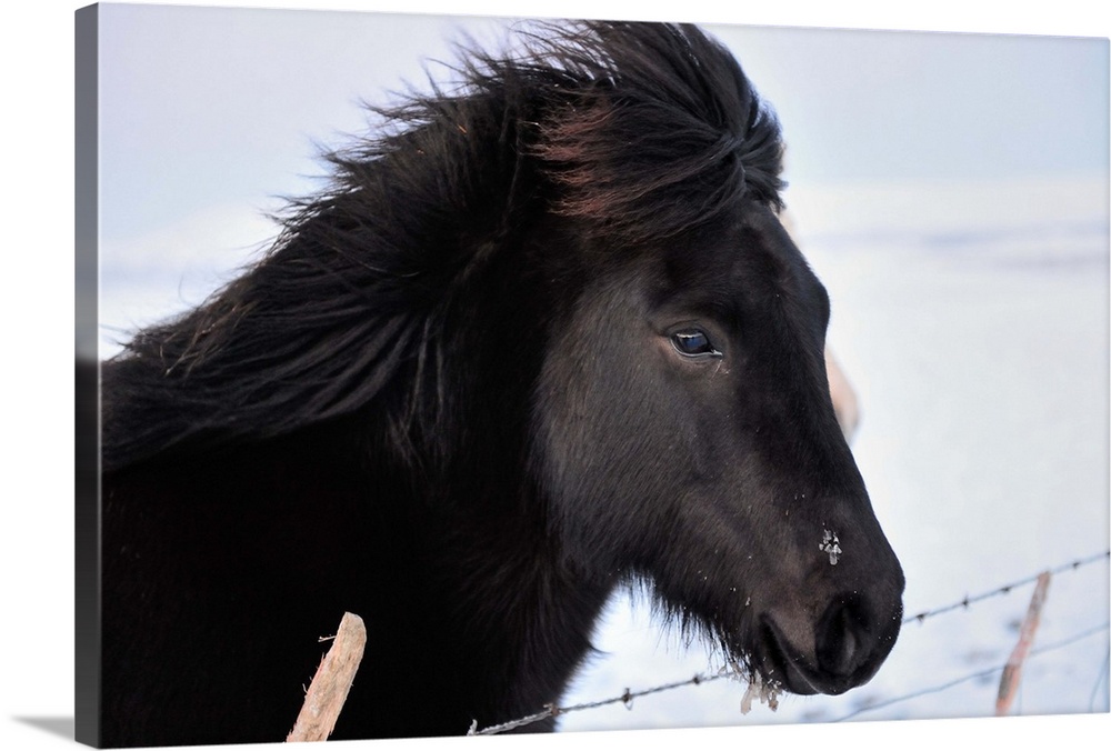 A black horse with ice in it's hair in a field in Iceland near Geysir.