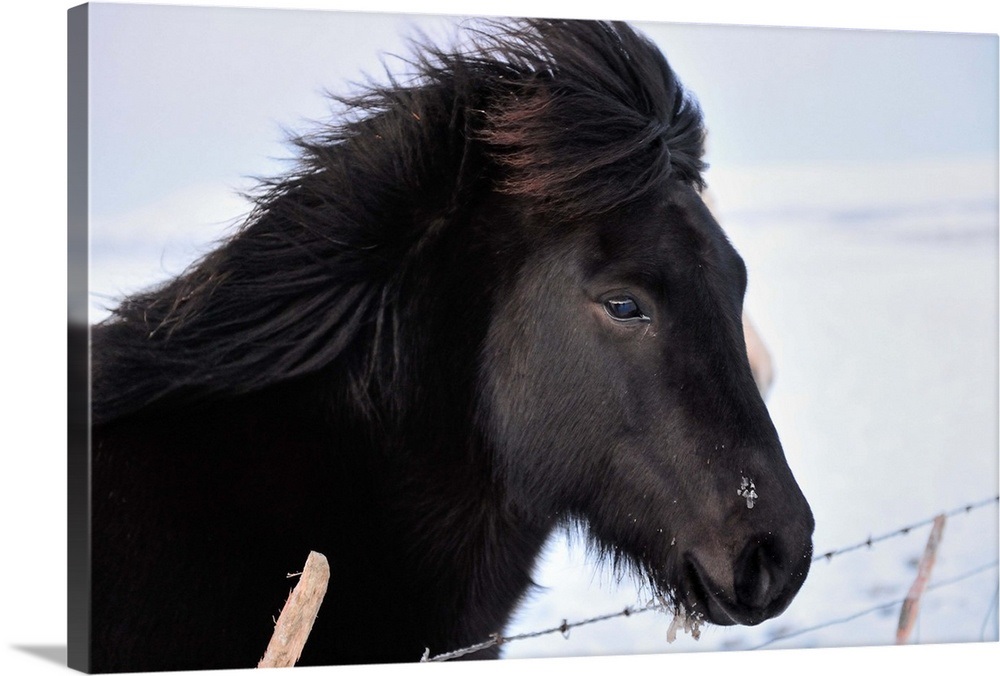 Black Icelandic horse Wall Art, Canvas Prints, Framed Prints, Wall