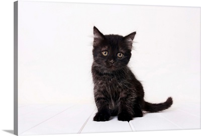 Black kitten.