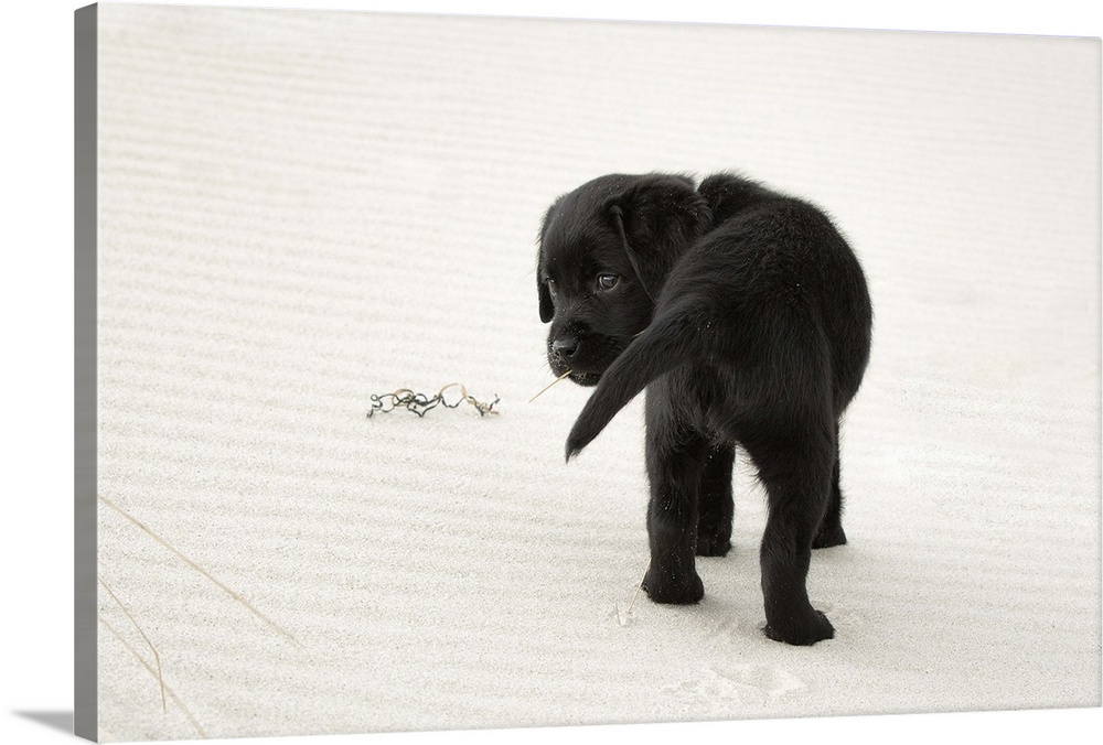 8 week old, black labrador retriever puppy on a white sand beach looking over her shoulder back towards the camera with a ...