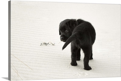 Black Labrador Puppy on the beach