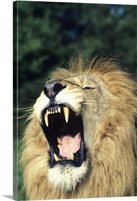 Black-maned male African lion yawning, headshot, Africa