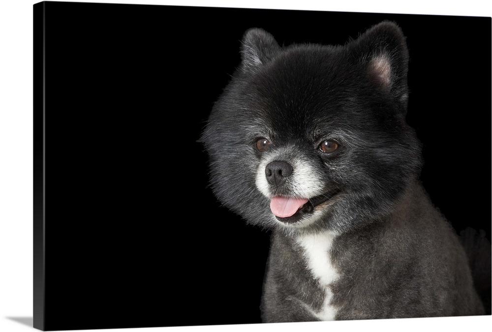 Black pomeranian looking to the left