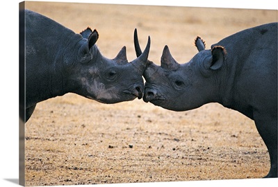 Black rhinos kissing , Ngorongoro Crater , Tanzania