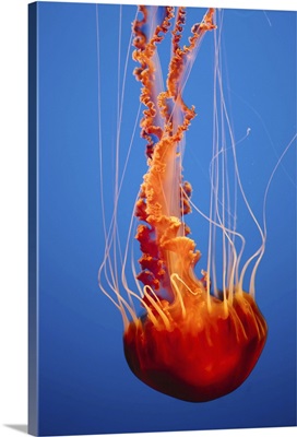 Black sea nettle jellyfish underwater, in the Monterey Bay Aquarium