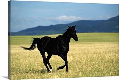 Black stallion running in meadow