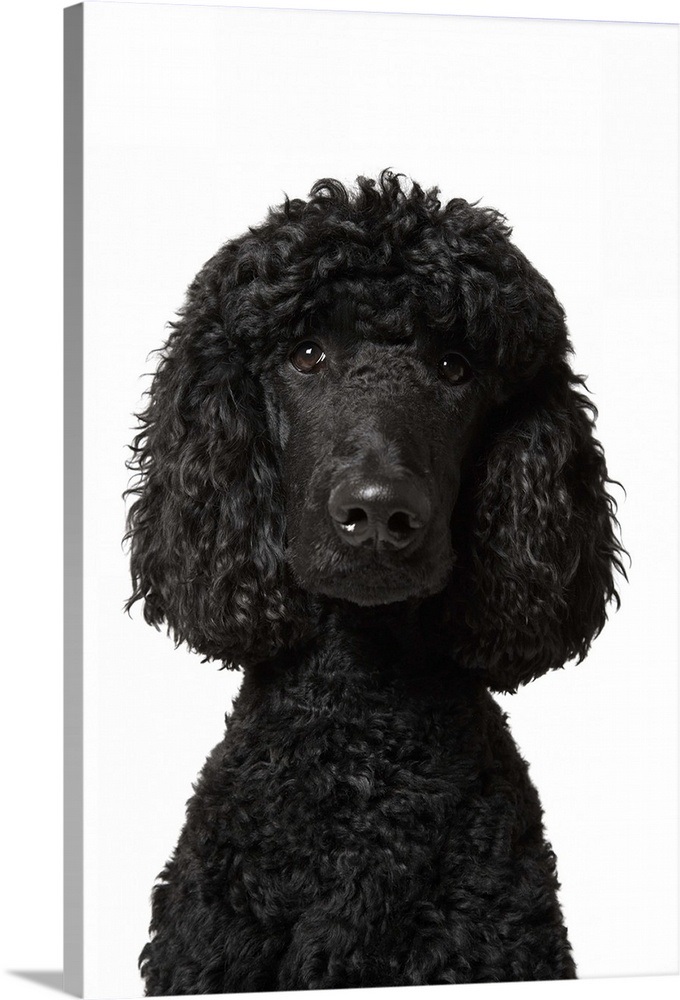 black standard poodle figurines