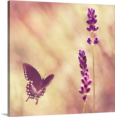 Black swallowtail butterfly flying towards lavender.