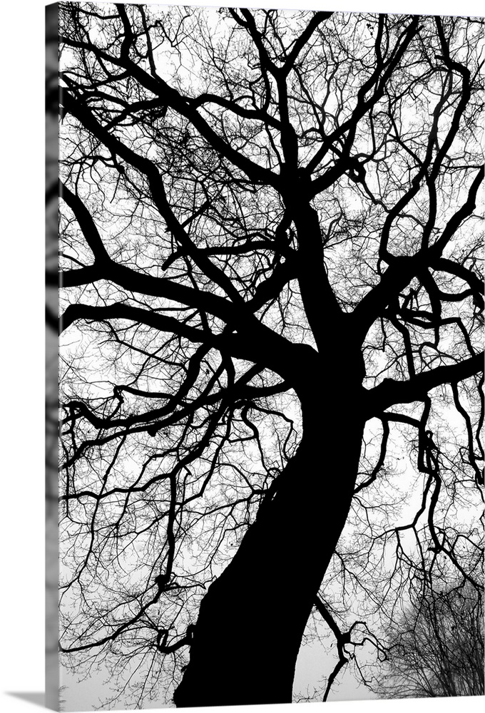 Black tree I