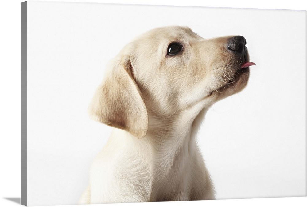 Blond Labrador puppy sticking out tongue