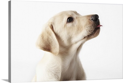 Blond Labrador puppy sticking out tongue