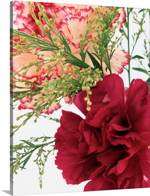 Blooming Carnations