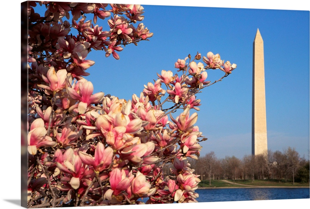 Blooming Magnolia Near Washington Monument
