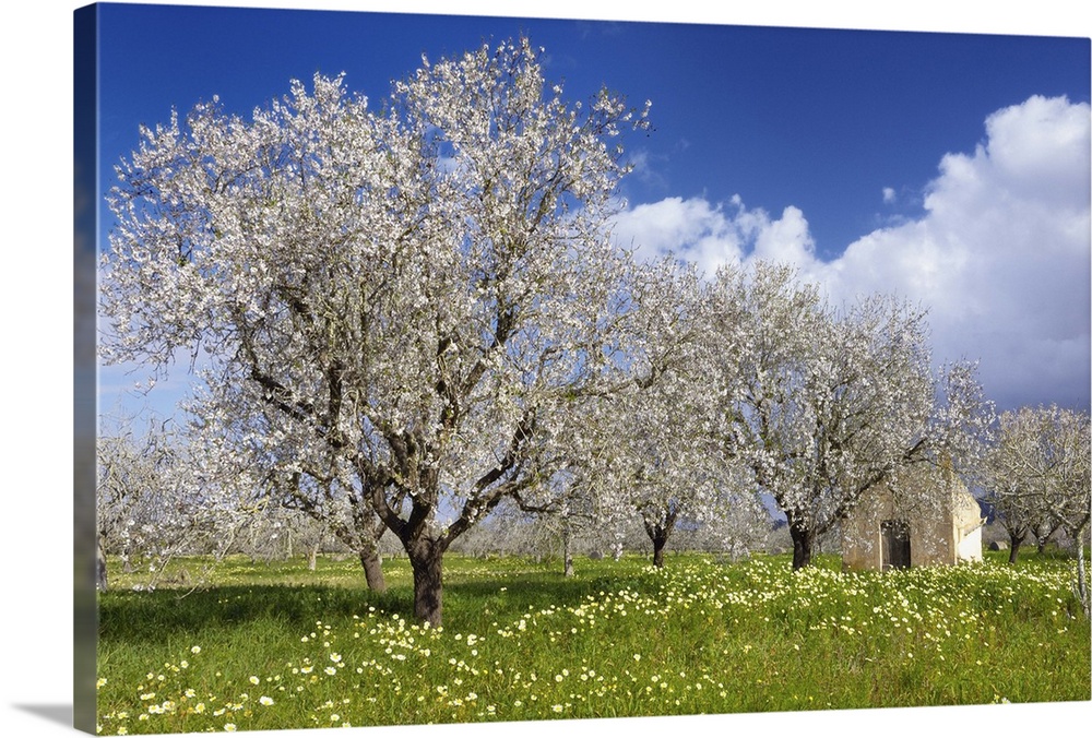 Blossoming almond trees, (Prunus triloba)