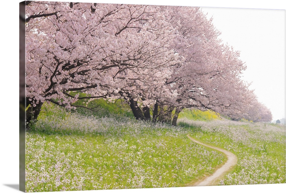 Blossoming Yoshino cherry trees in a field of flowers, Ota Ward, Tokyo Prefecture, Japan