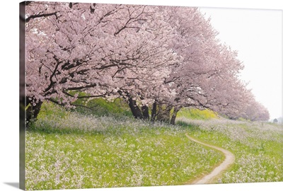 Blossoming Yoshino cherry trees in a field of flowers, Ota Ward, Tokyo Prefecture, Japan