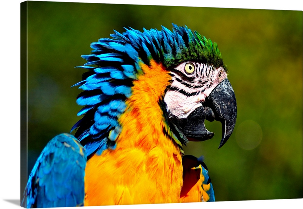 Vogel Bird Papagei Parrot Ara Gelbbrustara Colors macaw 'blue and gold macaw.