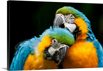 Blue-And-Gold Macaws At Zoo Ave Park