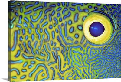 Blue And Yellow Triggerfish Eye