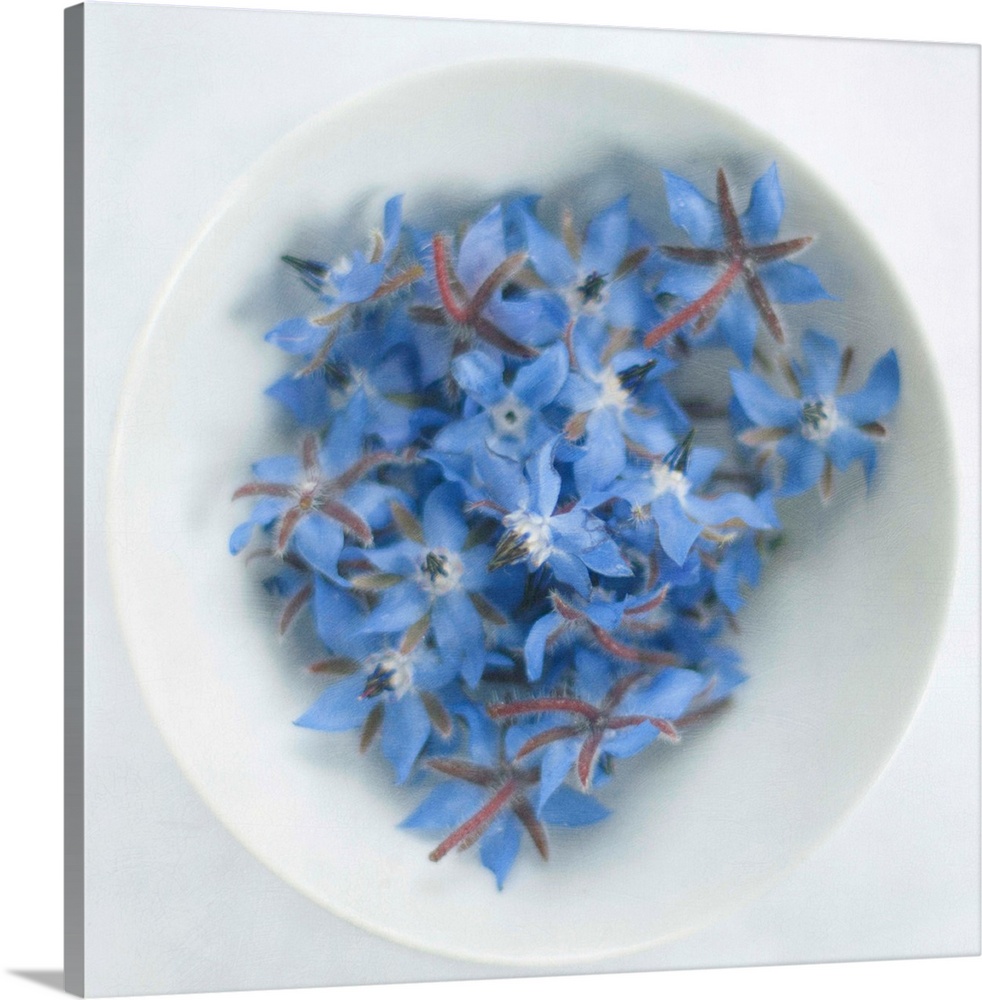 Blue borage (borago officinalis) flowers in white bowl.
