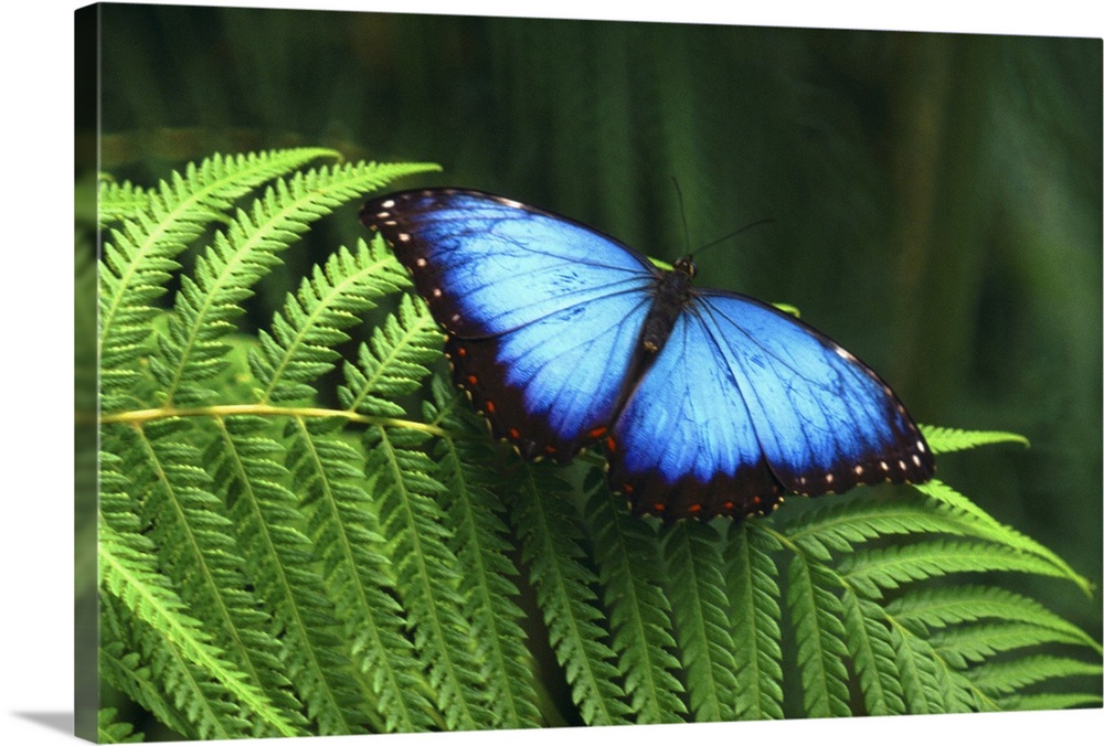 Horizontal photograph of a bright blue butterfly with open wings, resting on the leaf of a fern, the green background is s...