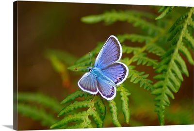 Blue butterfly on fern