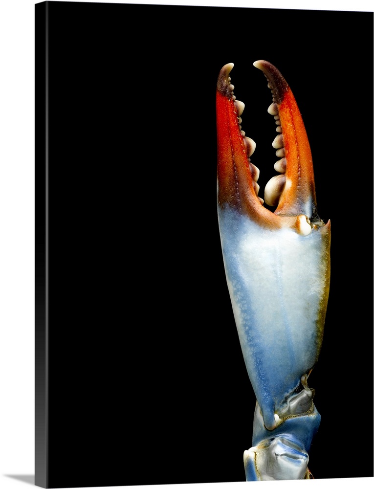 Blue crab claw, detail